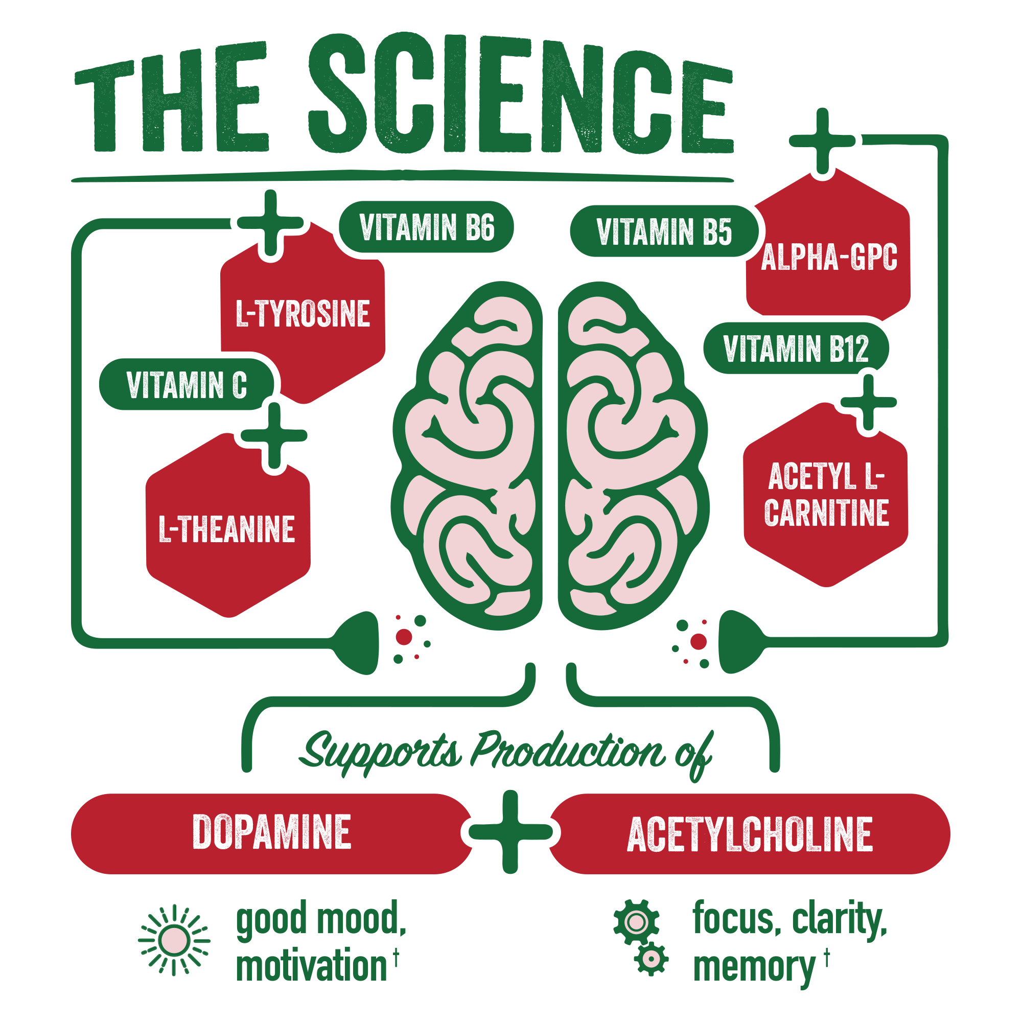 Holiday Spiced Apple Cider 2.5 oz. Ready to Drink Supplement | 12-pack